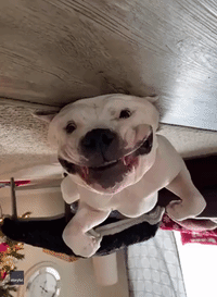 'Happy, Happy Boy': Upside-Down Dog Wags Tail and Smiles at Owner