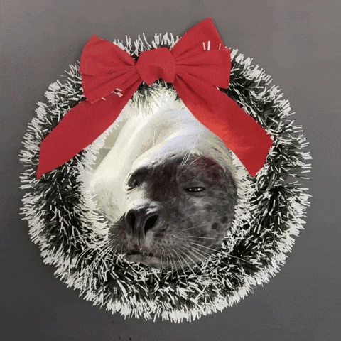 Harbour Seal Christmas GIF by Valley Zoo Development Society