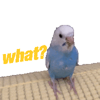 Bird What Sticker