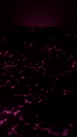 Netflix Mira GIF by Youtooz