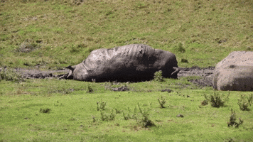 Rhinos Wallow in Mud Baths to Cool Off During Australian Summer