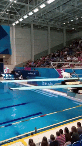 paolog67 giphyupload cat dive diving GIF
