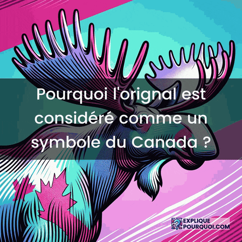 Canada Symbole GIF by ExpliquePourquoi.com