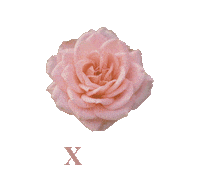 Pink Beauty Sticker by XOUL