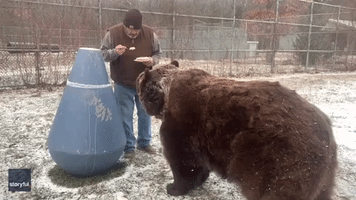 Bears Treated to Birthday Cake at New York State Wildlife Refuge
