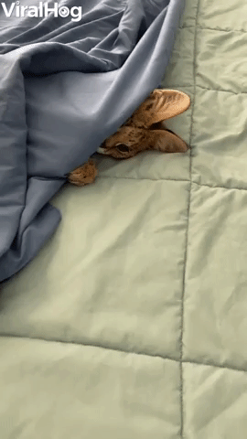 Serval Wants to Stay in Bed