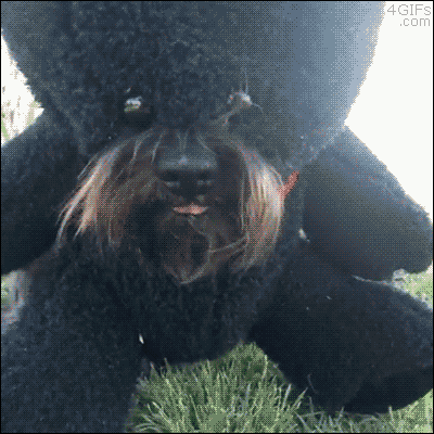 has teddy bear GIF by Cheezburger