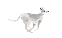 Run Fetch Sticker by vres