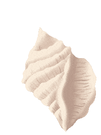Mer Coquillage Sticker