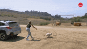 Dog GIF by BuzzFeed