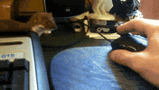 Desk Weasel GIF