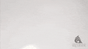 Lizard Cute Animals GIF by Living Planet Aquarium