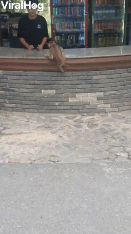 Little Monkey Asks For Money to Get Some Milk