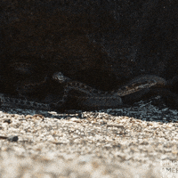 Planet Earth GIF by BBC America