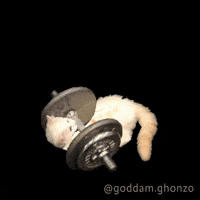 Cat Working Out GIF
