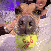 Tennis Pitbull GIF by Respective