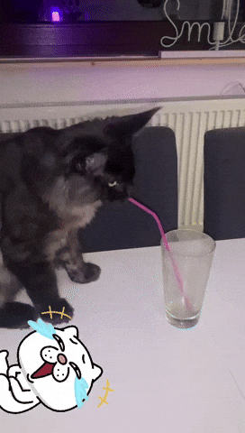 Cat Drinking GIF