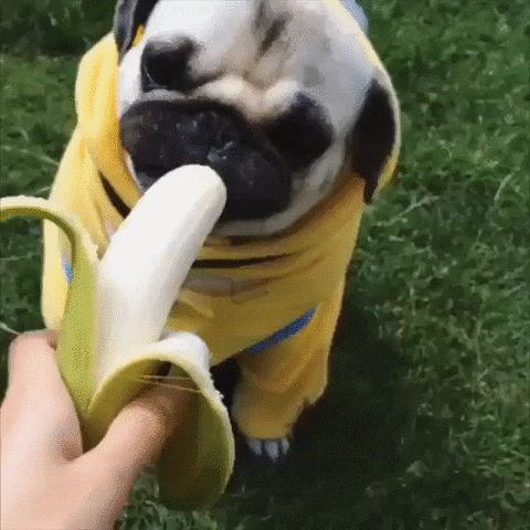 dog banana GIF