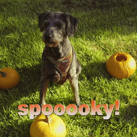 spooky dog