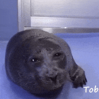 Sad Seal GIF