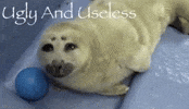 Seal Nico GIF