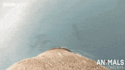 technology seal GIF by BBC Earth