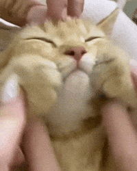 Cats Kitten GIF