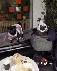 Pugs What GIF