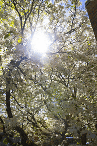 georgefoxuniversity summer sun light spring GIF