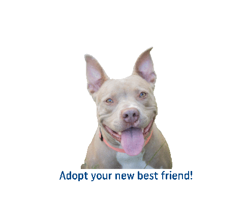 Adopt Best Friend Sticker by Pit Bull Advocates of America