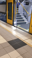 Pigeon Catches The Sydney Train