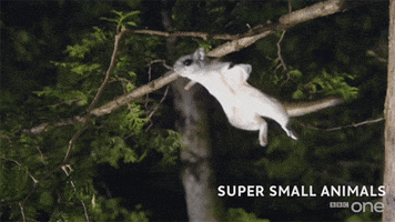 bbc cute animal bbc creature GIF
