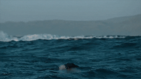 Discovery GIF by Shark Week