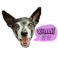 Dog What Sticker by Piercingstudio heul doch