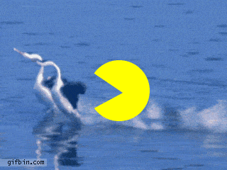 gobble gobble GIF