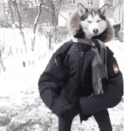 Video gif. Someone holds a husky in their winter coat, peeking the dog’s head out of the head hole to make it look like the husky is the person’s head. The body does a little disco dance, moving their arms in a circular motion and pointing up. The dog looks around confused, not sure why he’s been put into this situation.