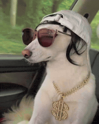 Dawg GIF
