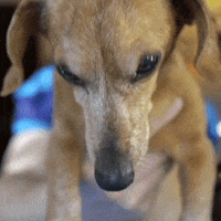 Look Weiner Dog GIF by Kinda Funny