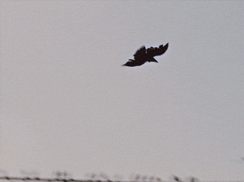 Sesame Street Bird GIF by Bell Brothers