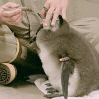 feed me lol GIF by San Diego Zoo