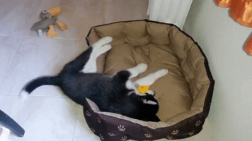 Hip Husky Makes Magical Music With Squeaky Toy