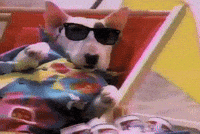 80s bud light spuds mackenzie GIF