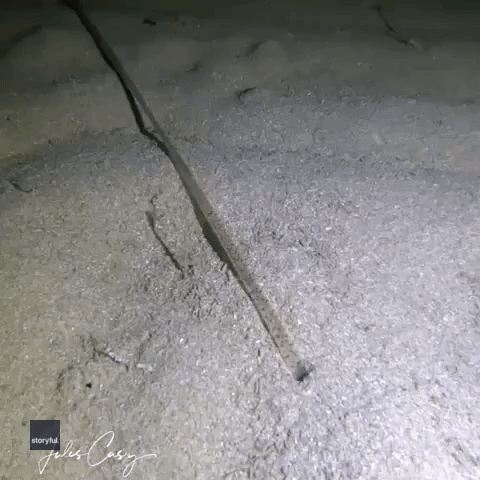Nightmarish Giant Worm Goes On and On as It Burrows Beneath the Sea