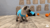 Save Them All Big 12 Conference GIF by Best Friends Animal Society