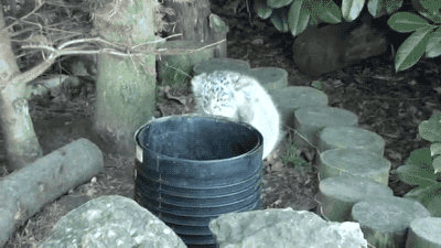 pallas cat GIF