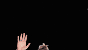 Alexandra Popp Football GIF by VfL Wolfsburg