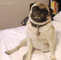 Dogs Smile GIF