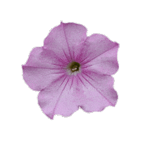 Flower Garden Sticker by Ball Horticultural Co