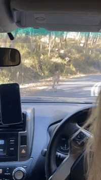 'Roos' of the Road: Safety-Conscious Kangaroo Stops at Red Light
