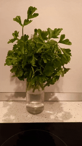 Simongip giphyupload GIF